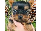 Yorkshire Terrier Puppy for sale in Le Roy, MN, USA