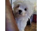 Maltese Puppy for sale in Moncks Corner, SC, USA