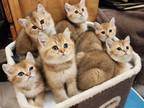 Scottish Kittens