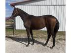 2 yr old Thoroughbred Filly