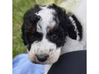 Wapoo Puppy for sale in Terrell, TX, USA