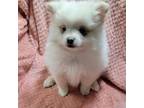 Pomeranian Puppy for sale in Tekamah, NE, USA