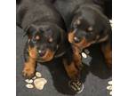 Rottweiler Puppy for sale in Ellenville, NY, USA