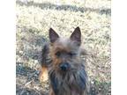 Silky Terrier Puppy for sale in Madison, SD, USA