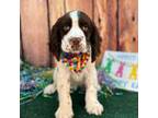 English Springer Spaniel Puppy for sale in Lisbon, OH, USA