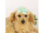 Goldendoodle Puppy for sale in Goshen, IN, USA