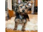 Yorkshire Terrier Puppy for sale in Elkton, KY, USA