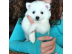 American Eskimo Dog Puppy for sale in Belleville, MI, USA