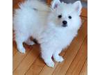 American Eskimo Dog Puppy for sale in Belleville, MI, USA