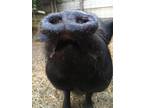 Adopt Pig-a-let *located in Rio Linda, CA a Pot Bellied
