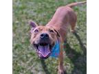 Adopt Valencia a Pit Bull Terrier, Mixed Breed
