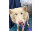 Adopt WINDY WOLFI a Husky, Mixed Breed