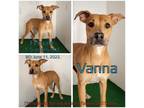 Adopt Vanna a Mixed Breed