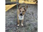 Adopt Annika a Shepherd