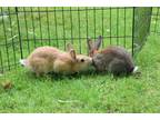 Adopt Sunny and Shady (Vancouver) a Bunny Rabbit