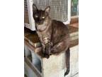 Adopt Haley a Havana, Domestic Short Hair