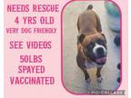 Adopt Gypsy a Boxer