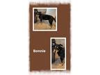 Adopt Bonnie a Shepherd