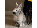 Adopt Mocha a Lionhead, Harlequin