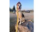 Adopt MADELINE a Anatolian Shepherd, Mixed Breed