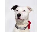 Adopt ARIES a Pit Bull Terrier, Mixed Breed