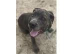 Adopt ROCHELLE a Cane Corso