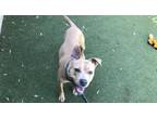 Adopt SHAWNA a Pit Bull Terrier, Mixed Breed