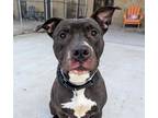 Adopt JINGLE a Pit Bull Terrier
