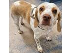 Adopt 55038340 Available 1/6 a Hound