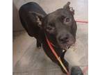 Adopt 55041601 Available 1/6 a American Staffordshire Terrier