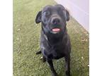 Adopt Charlotte a Black Labrador Retriever