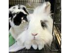 Adopt Zima a Lionhead