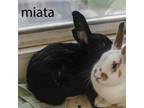 Adopt Miata a American