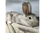 Adopt Fiona a Creme D'Argent