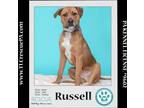 Adopt Russell (Dream House Duo) 041523 a Tan/Yellow/Fawn - with Black Hound