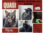 Adopt Quasi a All Black Domestic Shorthair / Mixed (short coat) cat in