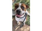 Adopt NUGGET a White - with Brown or Chocolate American Staffordshire Terrier /