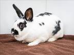 Adopt SKYE a Bunny Rabbit