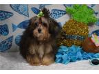 Aussiedoodle Puppy for sale in Oklahoma City, OK, USA