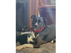 Adopt Daisy a Boxer, Pit Bull Terrier