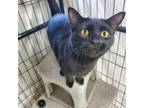 Adopt Eugene a All Black Domestic Shorthair / Mixed cat in Union City