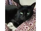 Adopt Stubs a All Black Domestic Shorthair / Mixed cat in Union City