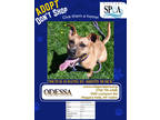 Adopt Odessa a Brown/Chocolate American Pit Bull Terrier / Mixed Breed (Medium)