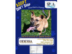 Adopt Odessa a Brown/Chocolate American Pit Bull Terrier / Mixed dog in Niagara