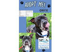 Adopt Onyx a Black Labrador Retriever / Boxer / Mixed dog in Niagara Falls