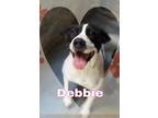 Adopt Debbie a Pit Bull Terrier, Sheep Dog