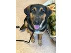 Adopt Chanel a Shepherd