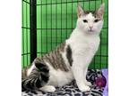 Adopt Hobson a White (Mostly) Domestic Shorthair cat in Panama City Beach