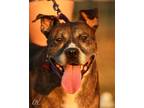 Adopt Dora a Brindle Pit Bull Terrier dog in Lone Oak, TX (35268653)