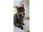 Adopt Pam a Brown or Chocolate Domestic Shorthair / Domestic Shorthair / Mixed